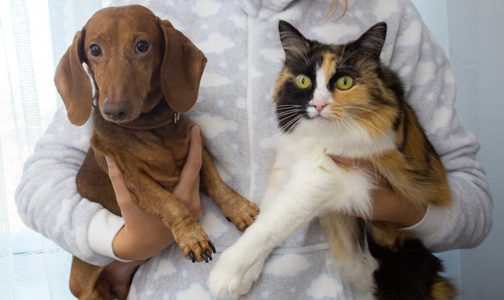 Equipe Água Verde com cães e gatos